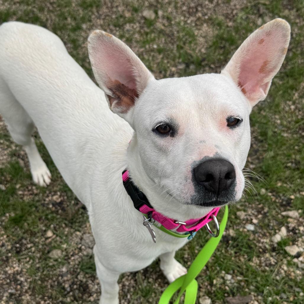 Olga, Adoptable, Adult Female Mixed Breed.