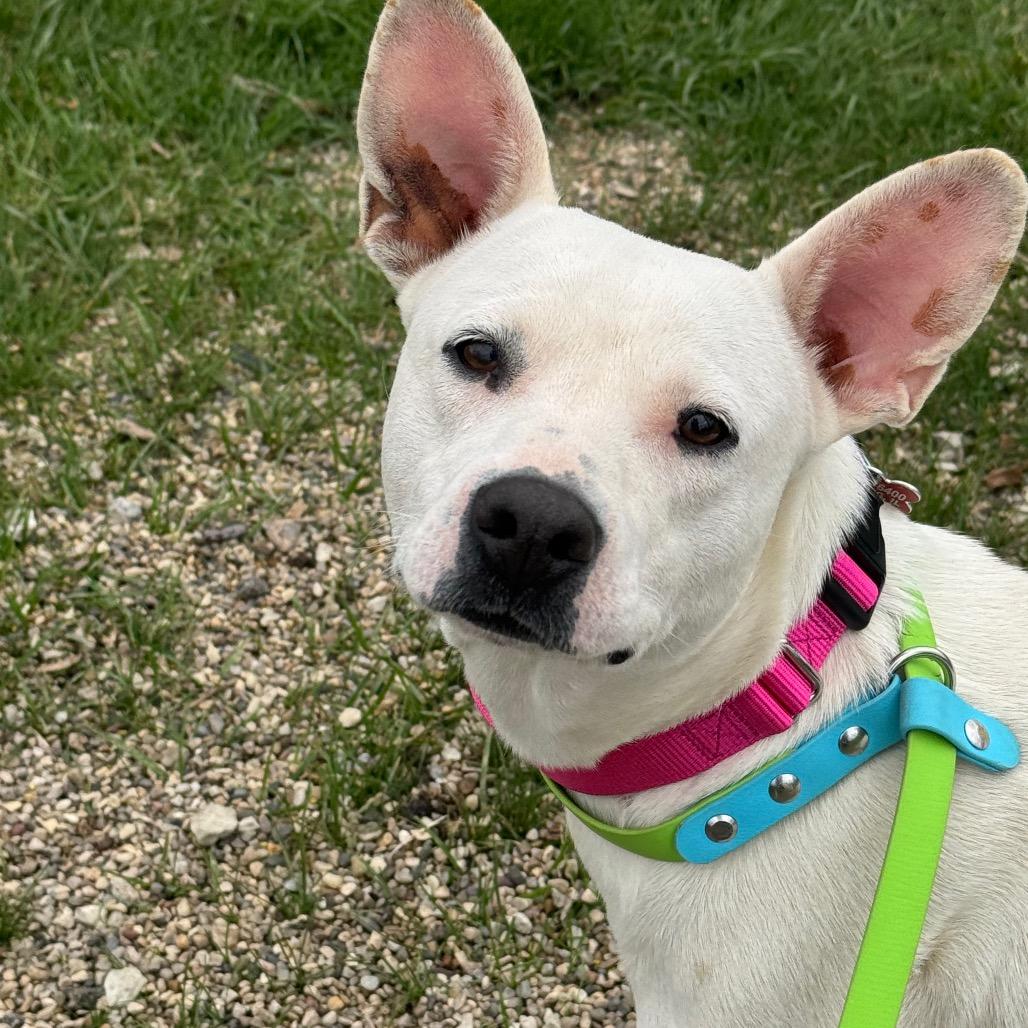 Enlarge Olga, a Adoptable Mixed Breed in Wheeling, IL image 2/6