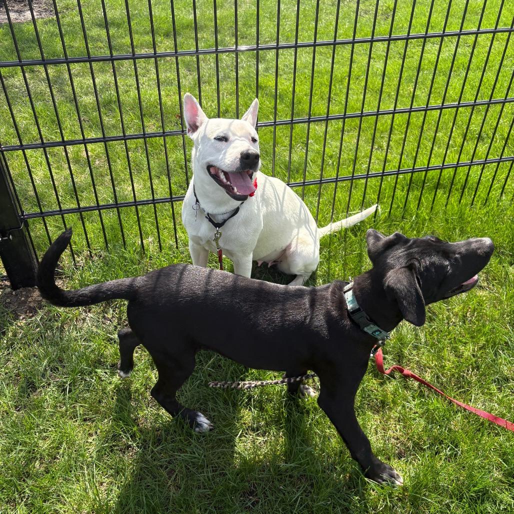 Enlarge Olga, a Adoptable Mixed Breed in Wheeling, IL image 3/6