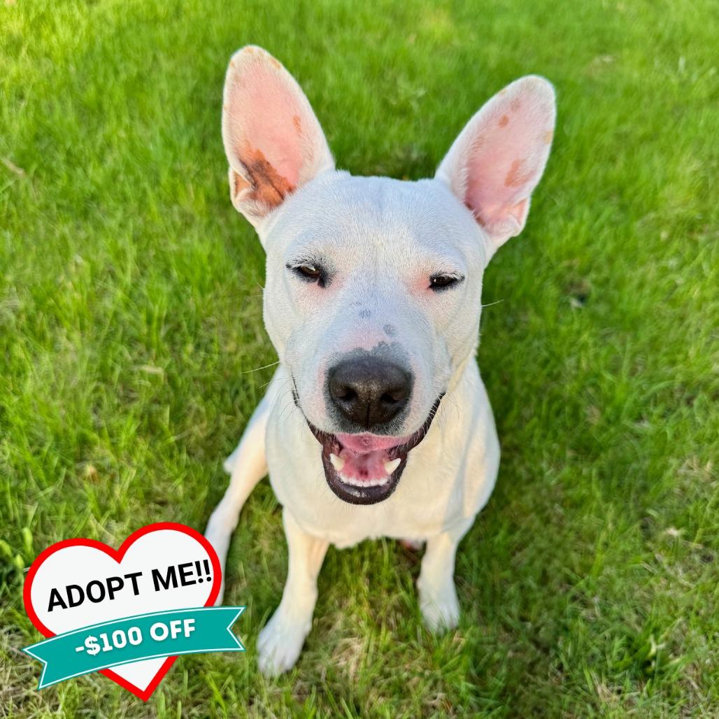Enlarge Olga, a Adoptable Mixed Breed in Wheeling, IL image 4/6