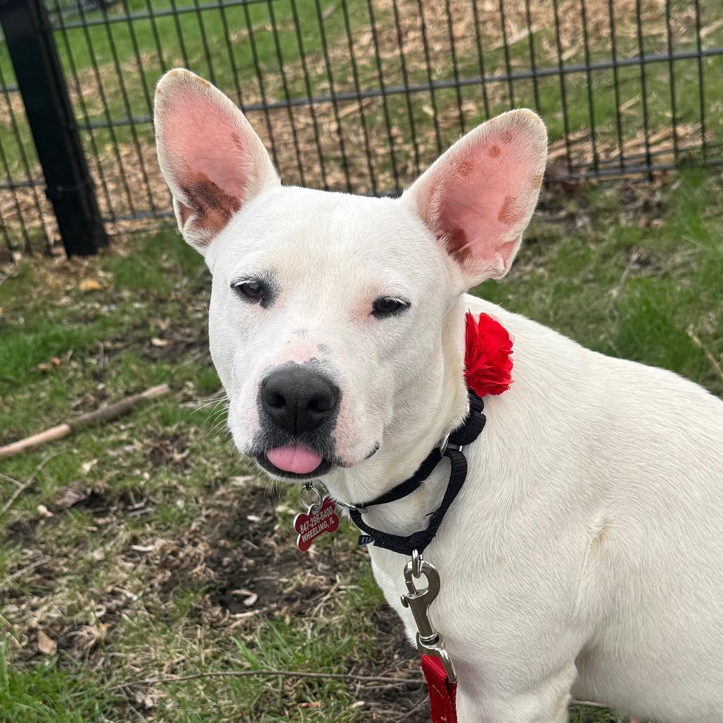 Enlarge Olga, a Adoptable Mixed Breed in Wheeling, IL image 5/6