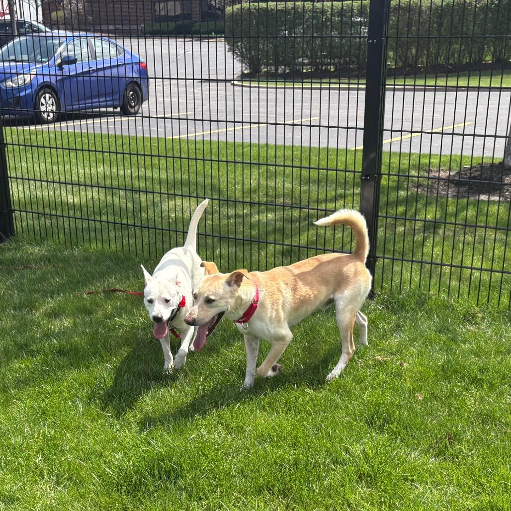 Enlarge Olga, a Adoptable Mixed Breed in Wheeling, IL image 6/6