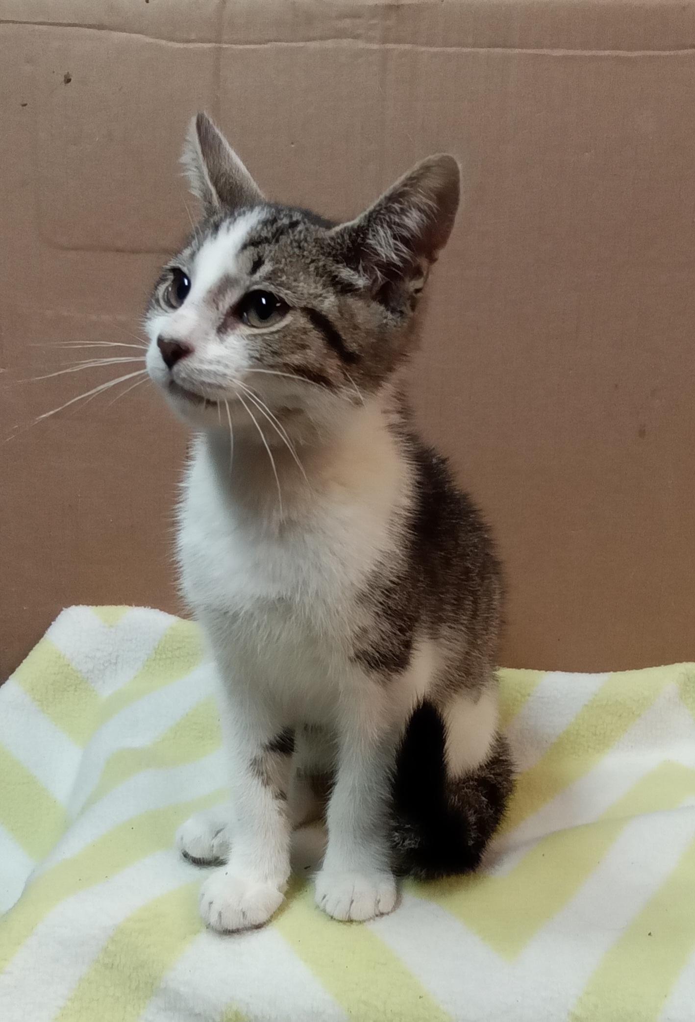 Enlarge Ernie, a Adoptable Domestic Short Hair in Avon, NY image 1/2