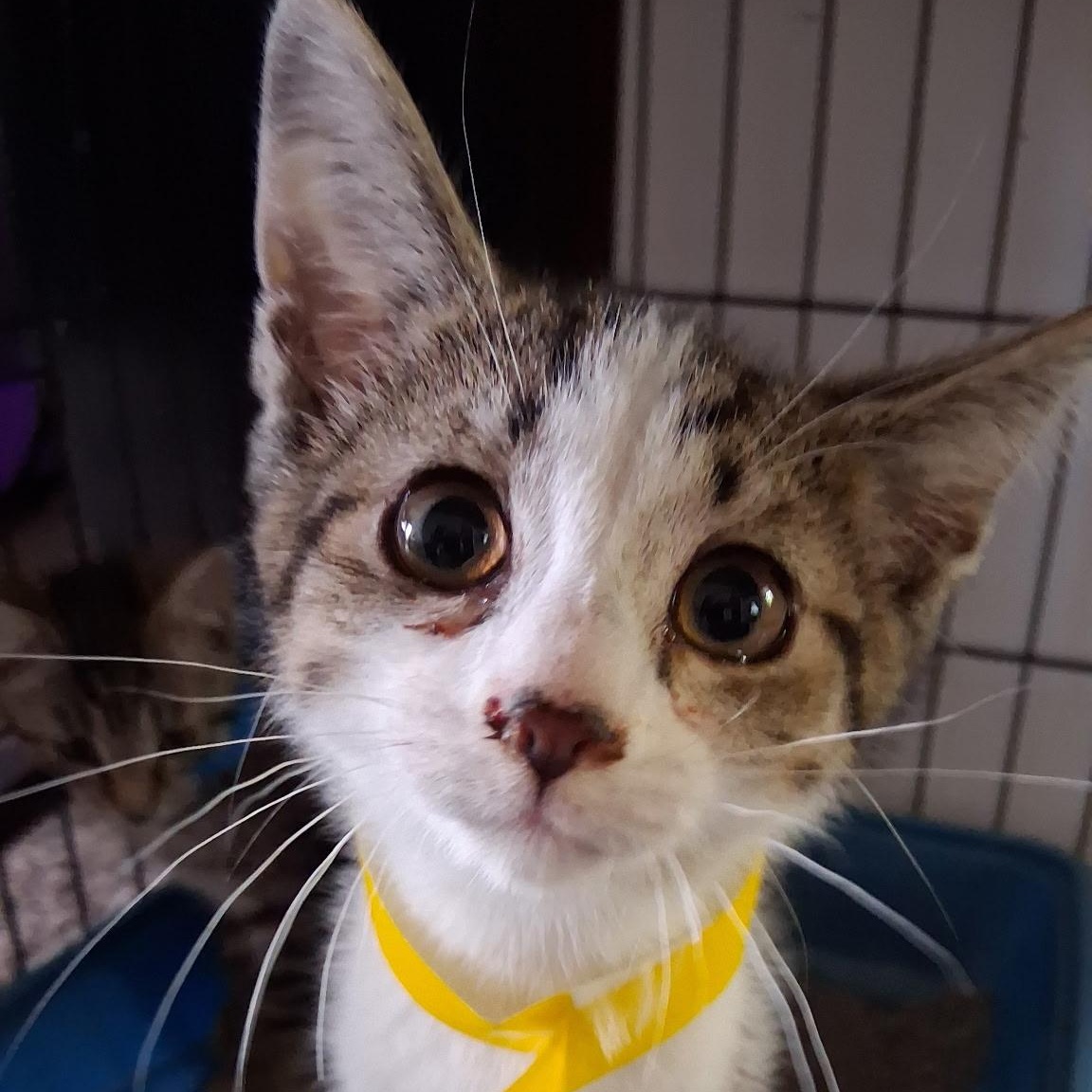 Ernie, Adoptable, Kitten Male Domestic Short Hair.