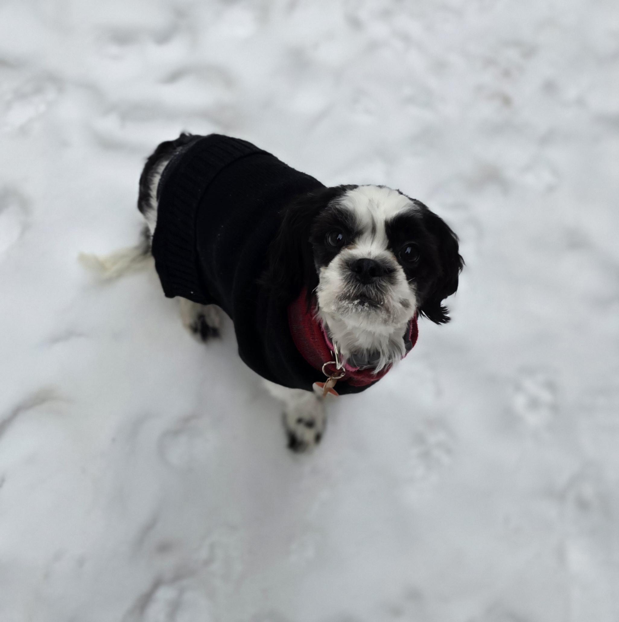 Enlarge Lexus, a ADOPTABLE mixed breed in Calgary, AB image 1/6