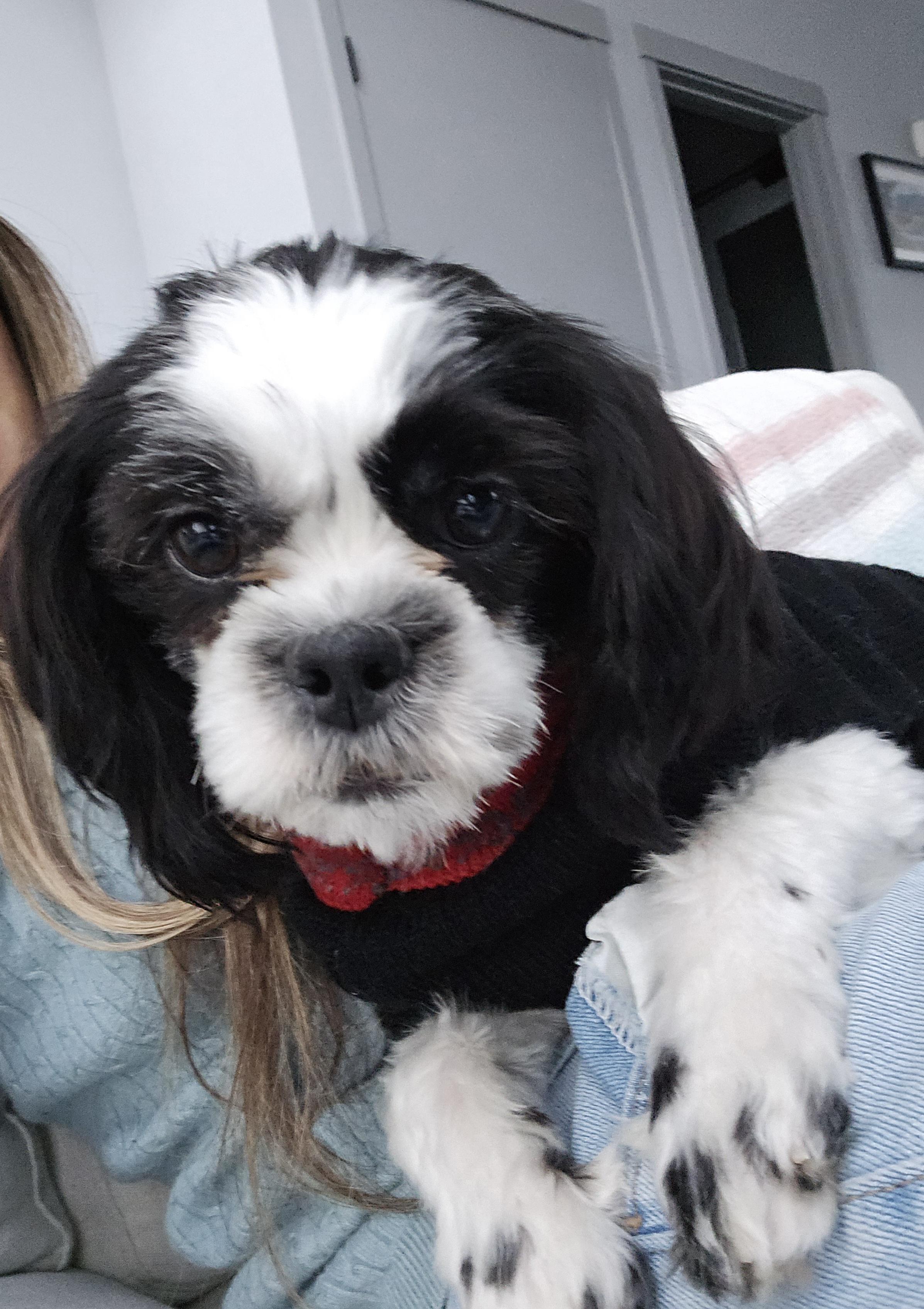 Enlarge Lexus, a ADOPTABLE mixed breed in Calgary, AB image 6/6