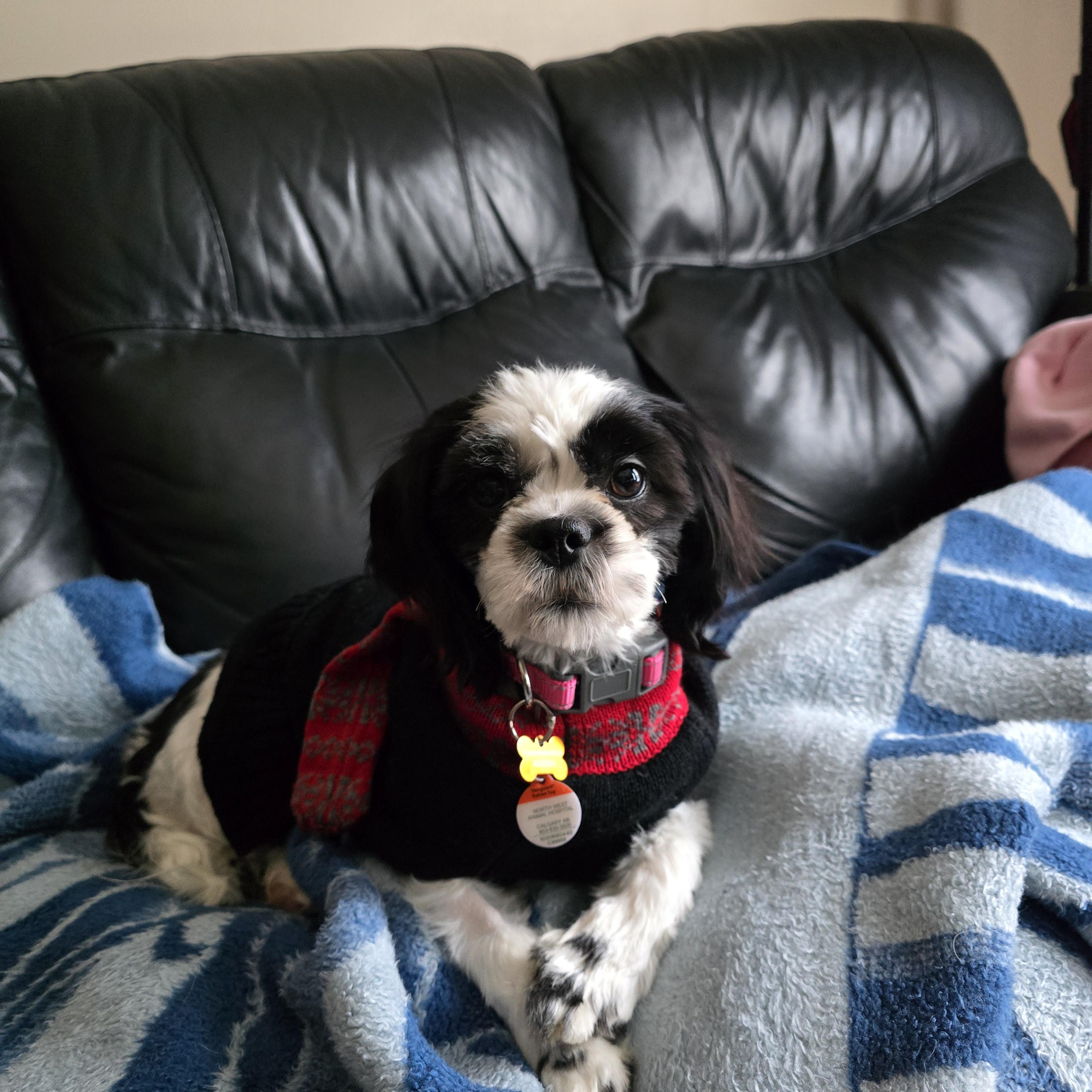 Enlarge Lexus, a ADOPTABLE mixed breed in Calgary, AB image 5/6