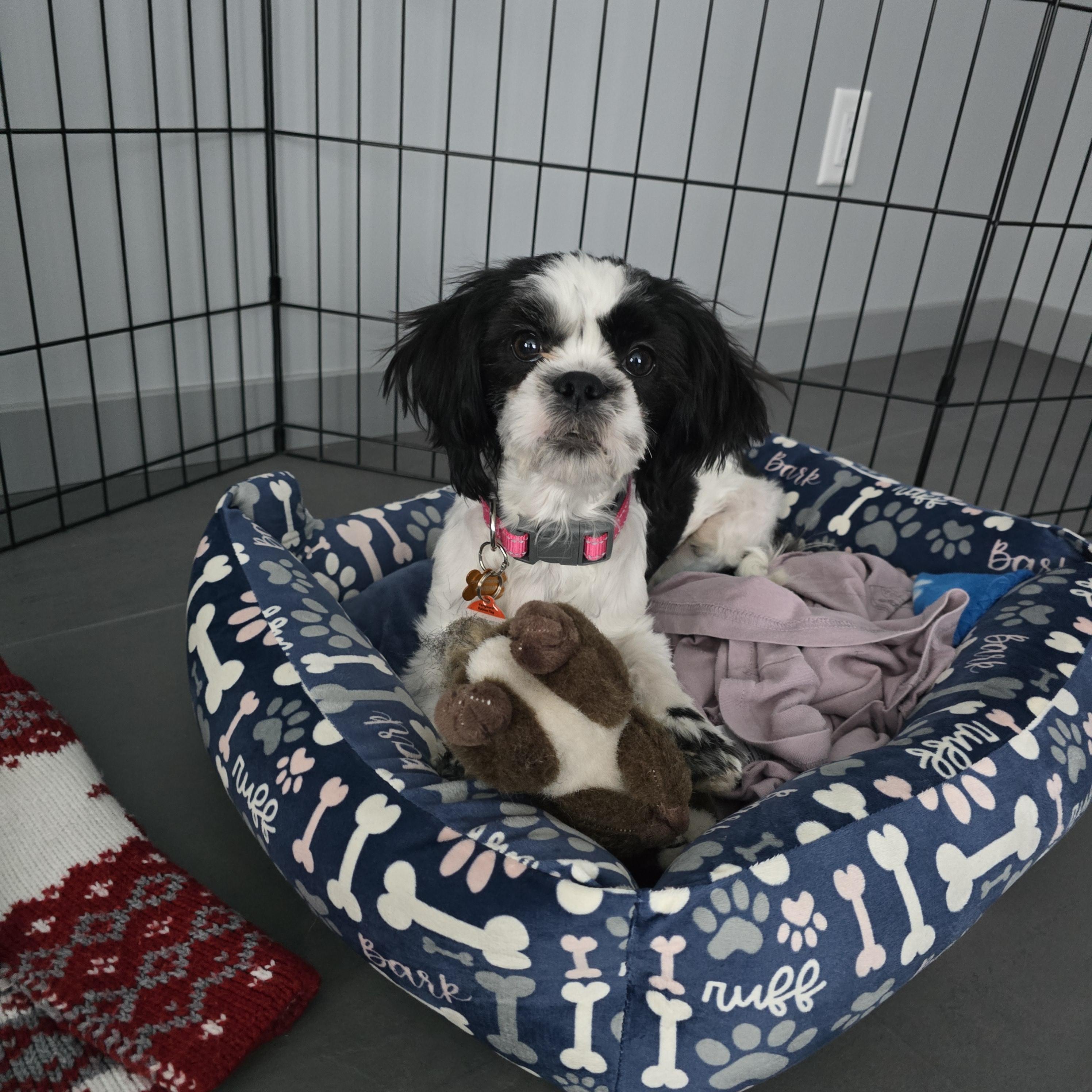 Enlarge Lexus, a ADOPTABLE mixed breed in Calgary, AB image 2/6