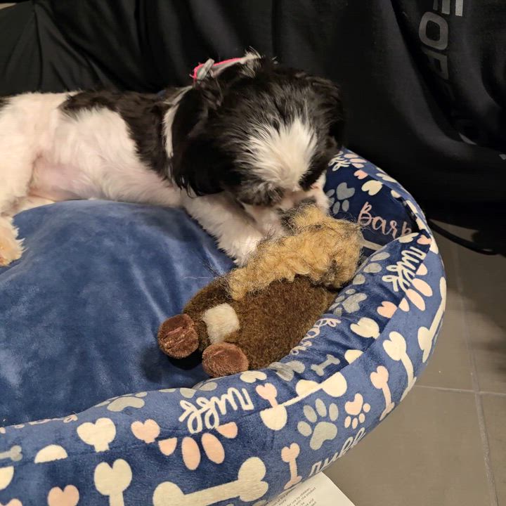 Enlarge Lexus, a ADOPTABLE mixed breed in Calgary, AB video 3/6