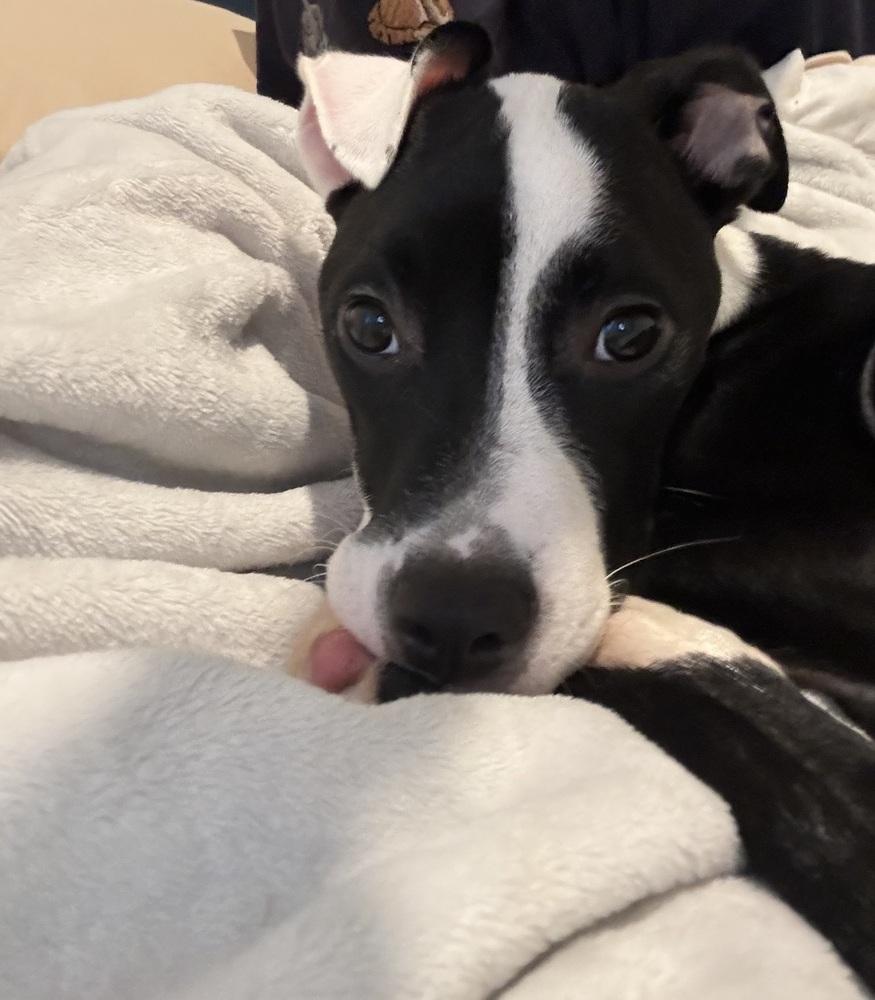 Tallulah, Adoptable, Puppy Female Pit Bull Terrier.