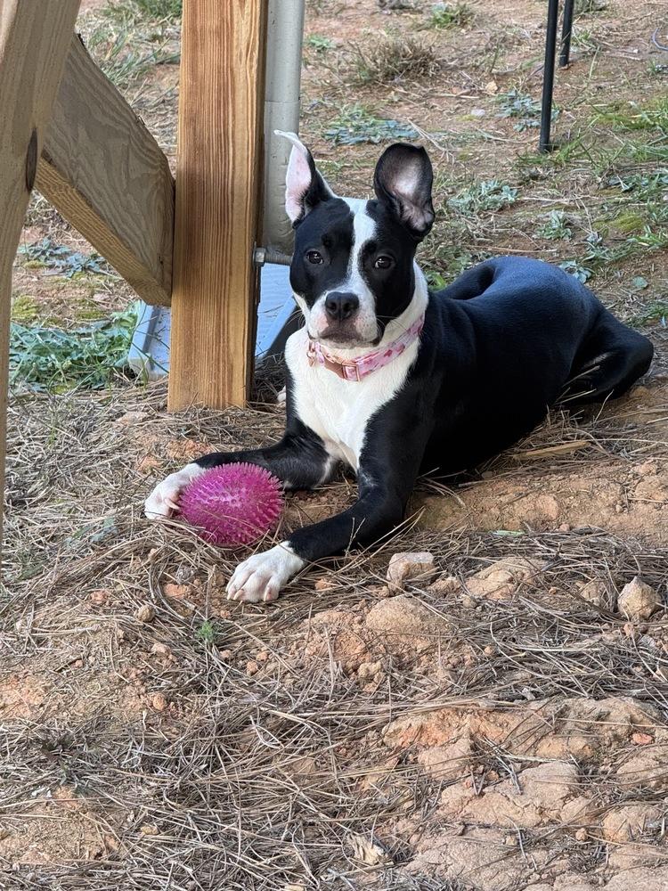 Tallulah, Adoptable, Puppy Female Pit Bull Terrier.