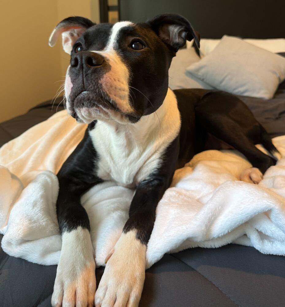 Enlarge Tallulah, a Adoptable Pit Bull Terrier in Wake Forest, NC image 2/6