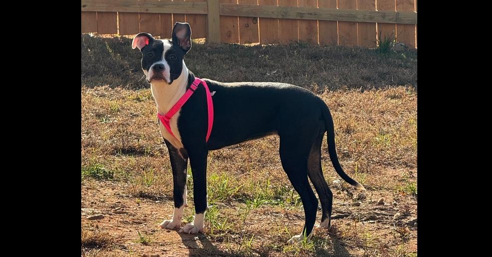 Enlarge Tallulah, a Adoptable Pit Bull Terrier in Wake Forest, NC image 3/6