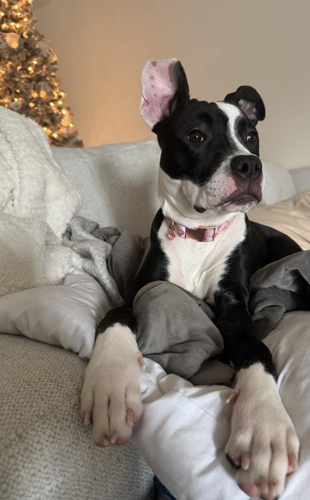 Enlarge Tallulah, a Adoptable Pit Bull Terrier in Wake Forest, NC image 4/6