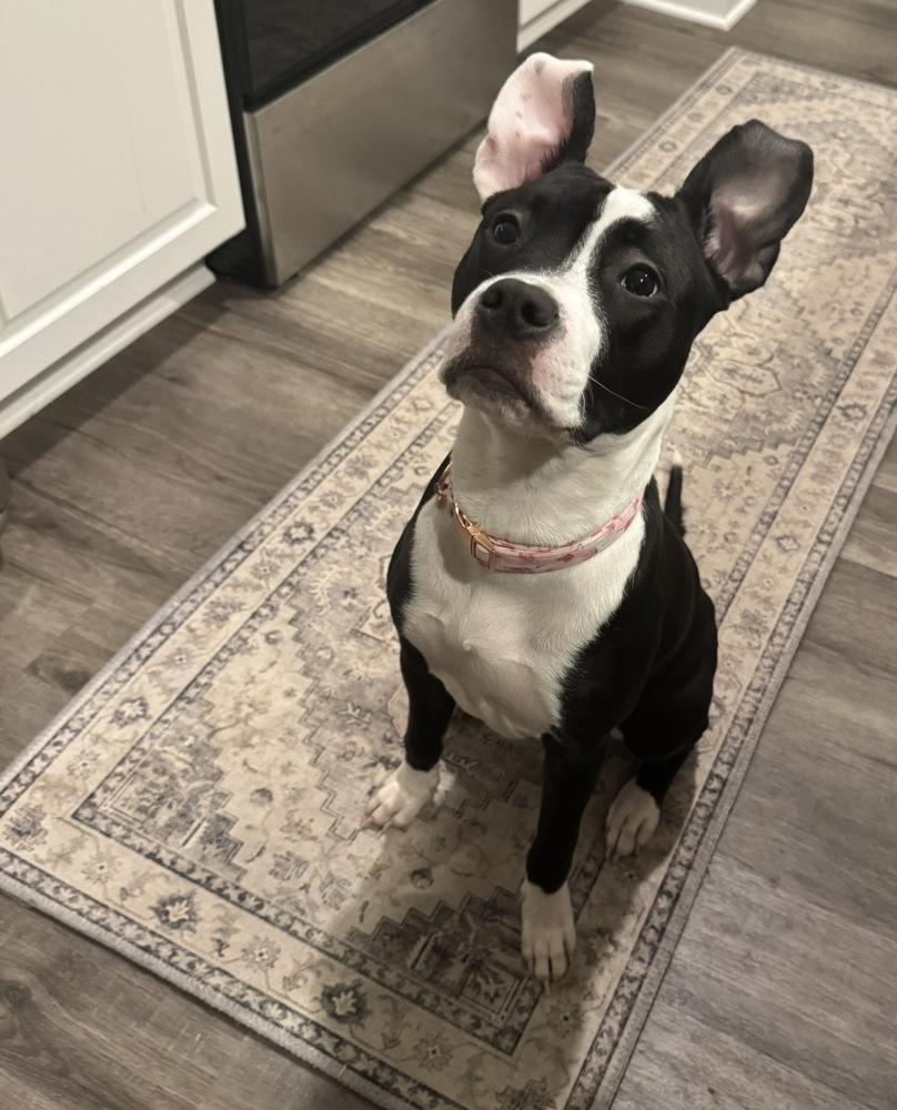 Enlarge Tallulah, a Adoptable Pit Bull Terrier in Wake Forest, NC image 5/6