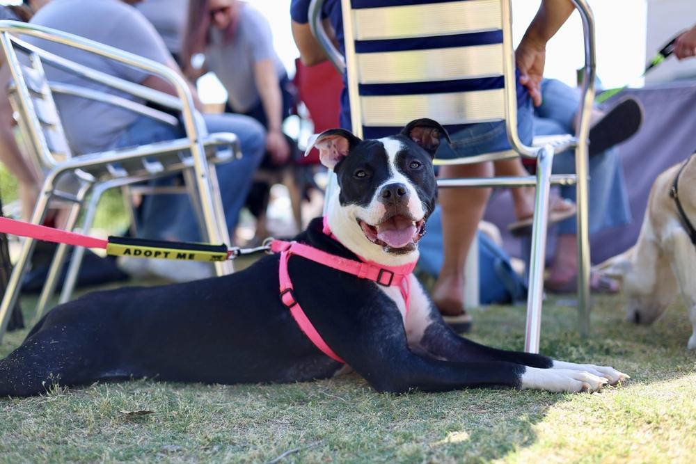 Enlarge Tallulah, a Adoptable Pit Bull Terrier in Wake Forest, NC image 5/6