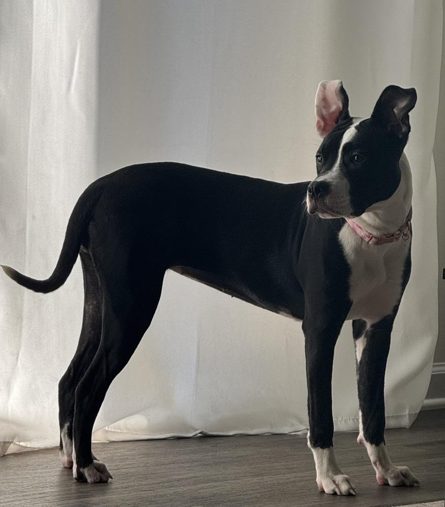 Enlarge Tallulah, a Adoptable Pit Bull Terrier in Wake Forest, NC image 6/6