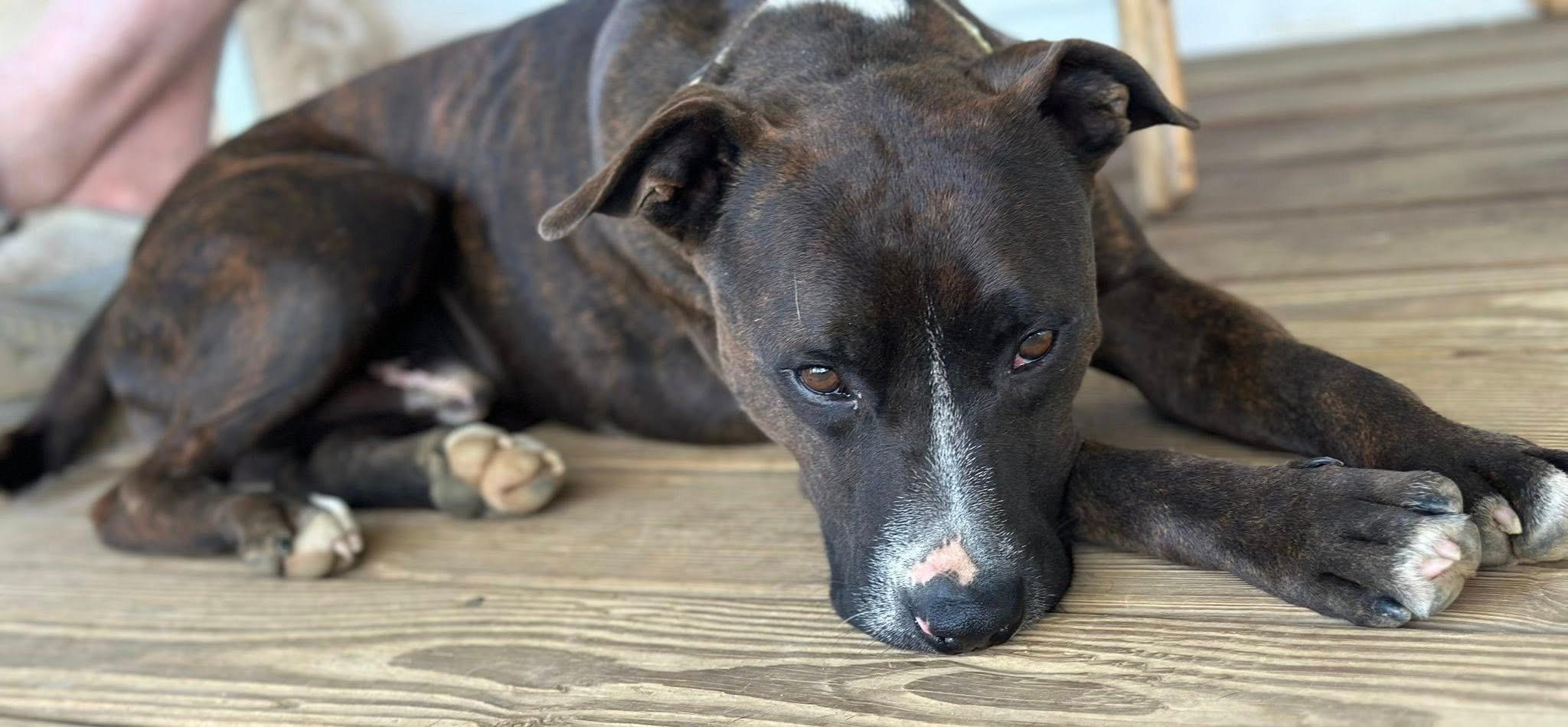 Coco, a Adoptable mixed breed in Shelton, CT image 2/5