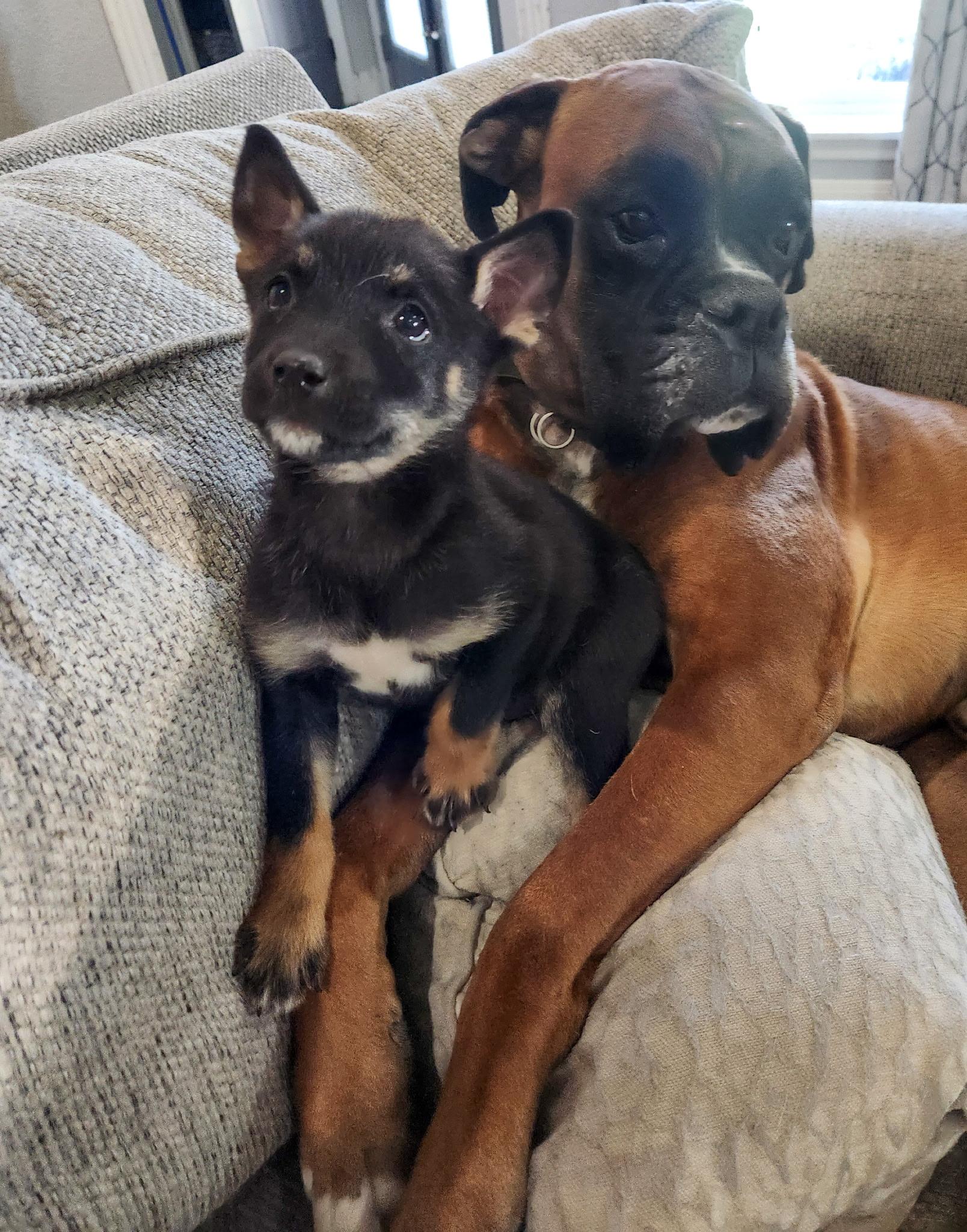 Lyra Galaxy — thumbnail 2