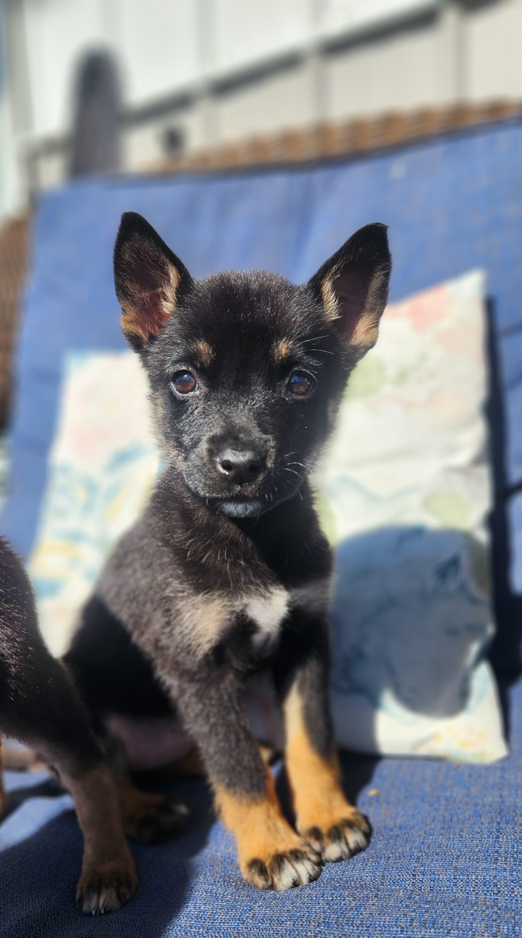 Lyra Galaxy — thumbnail 3