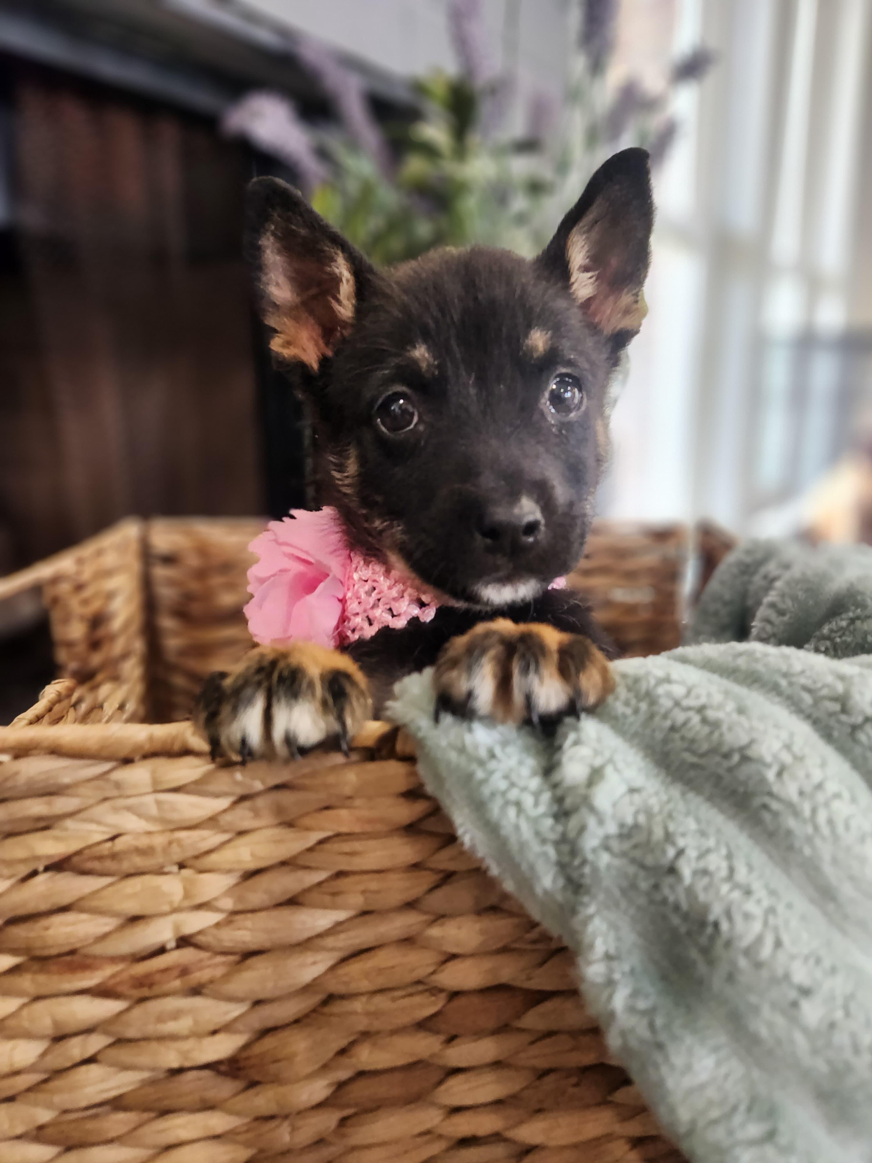 Lyra Galaxy — thumbnail 5