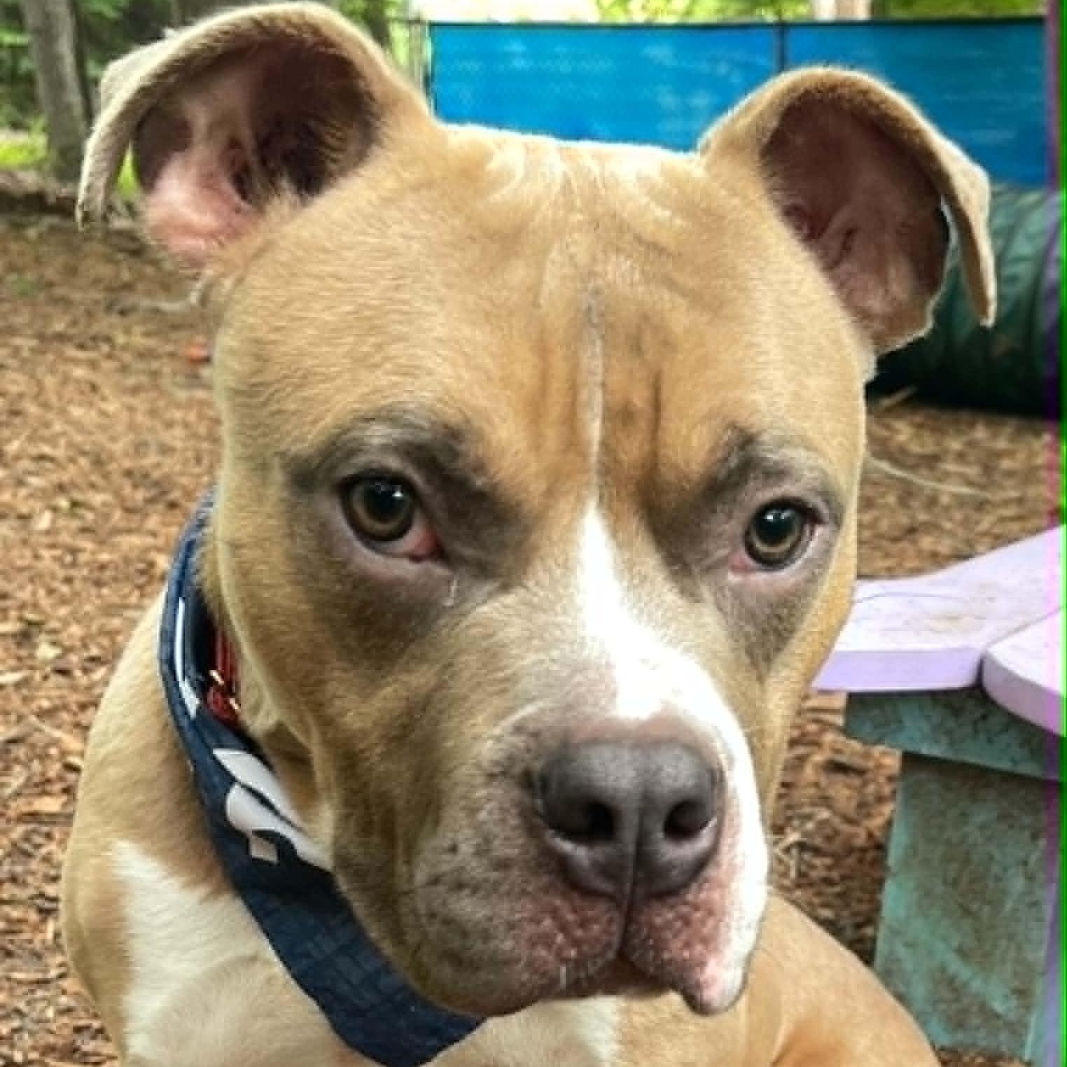 McDowney, a ADOPTABLE Staffordshire Bull Terrier in Sunderland, MD image 3/5