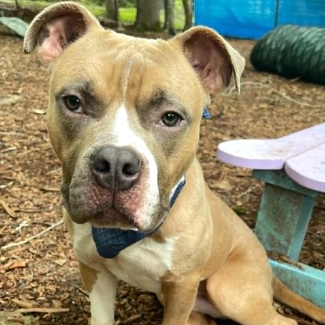 McDowney, a ADOPTABLE Staffordshire Bull Terrier in Sunderland, MD image 5/5