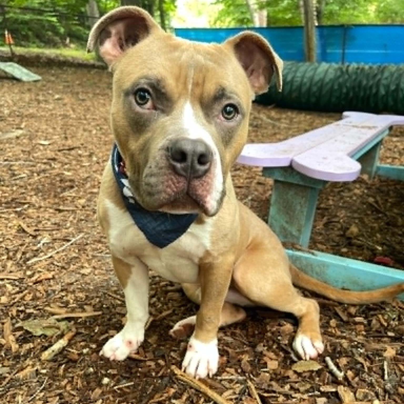 McDowney, a ADOPTABLE Staffordshire Bull Terrier in Sunderland, MD image 4/5