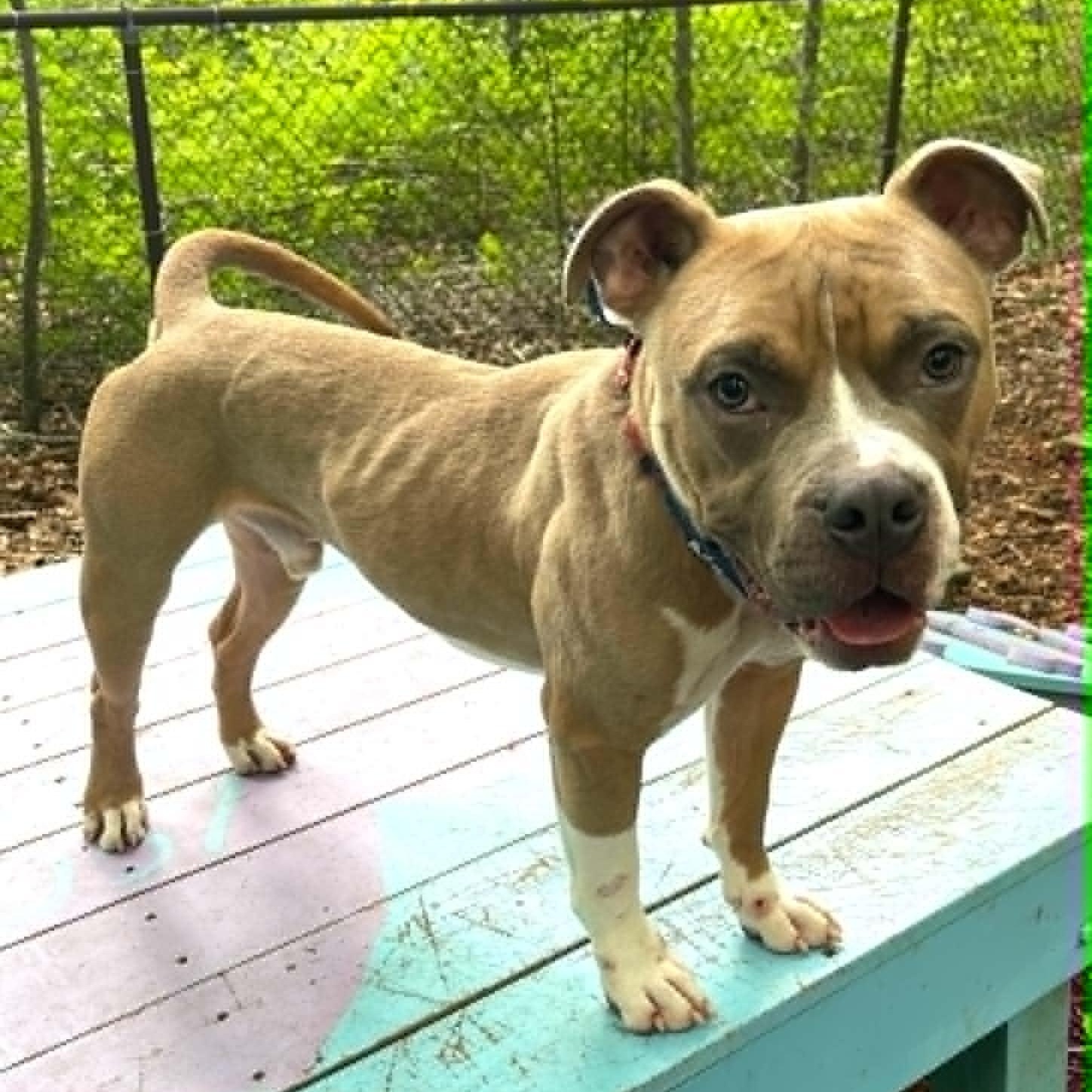 McDowney, ADOPTABLE, Young Male Staffordshire Bull Terrier.