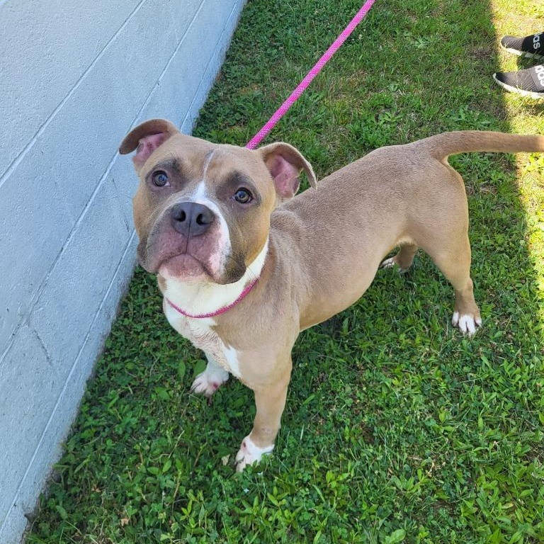 McDowney, a ADOPTABLE Staffordshire Bull Terrier in Sunderland, MD image 2/5