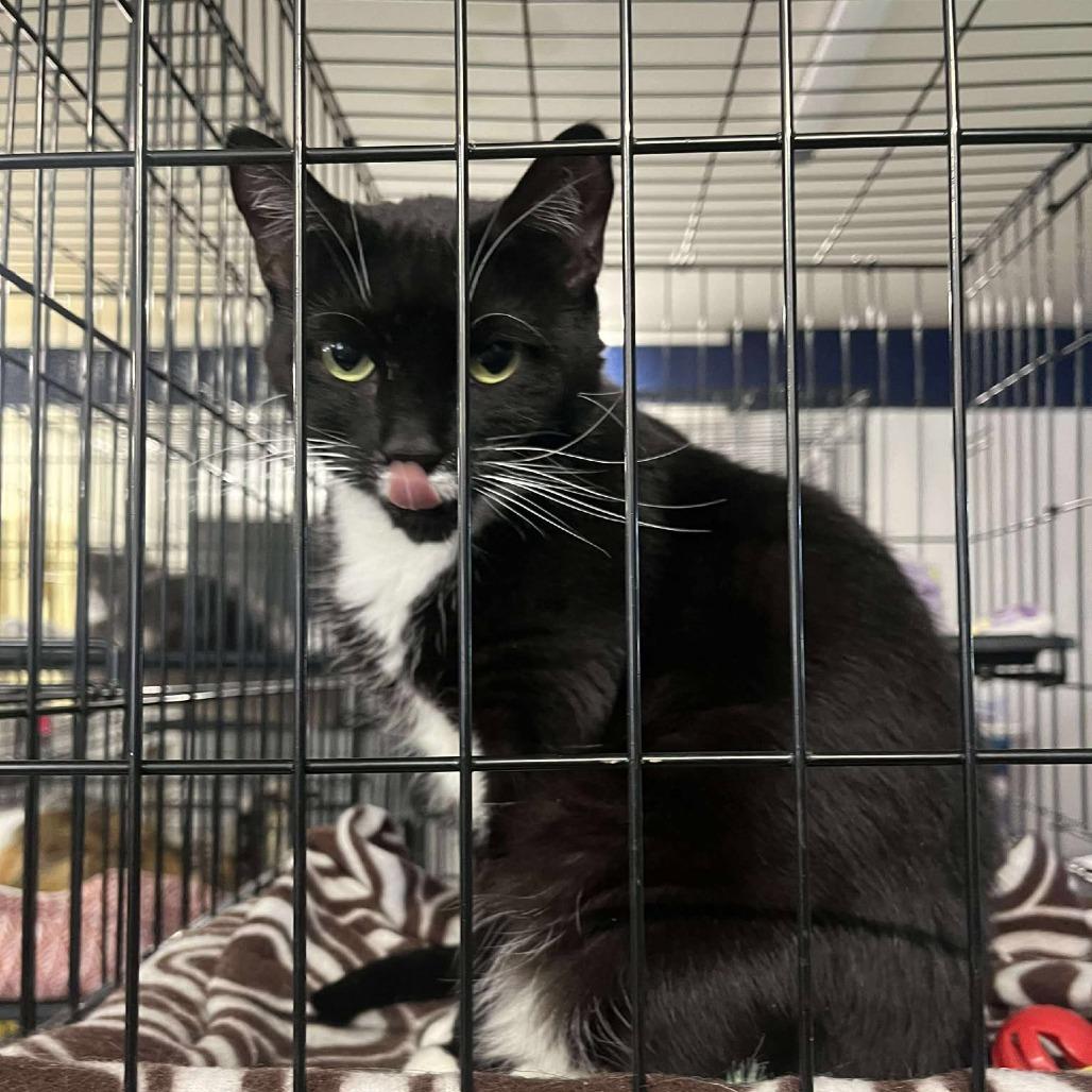 Rosie ARC2025-408, Adoptable, Adult Female Domestic Short Hair.