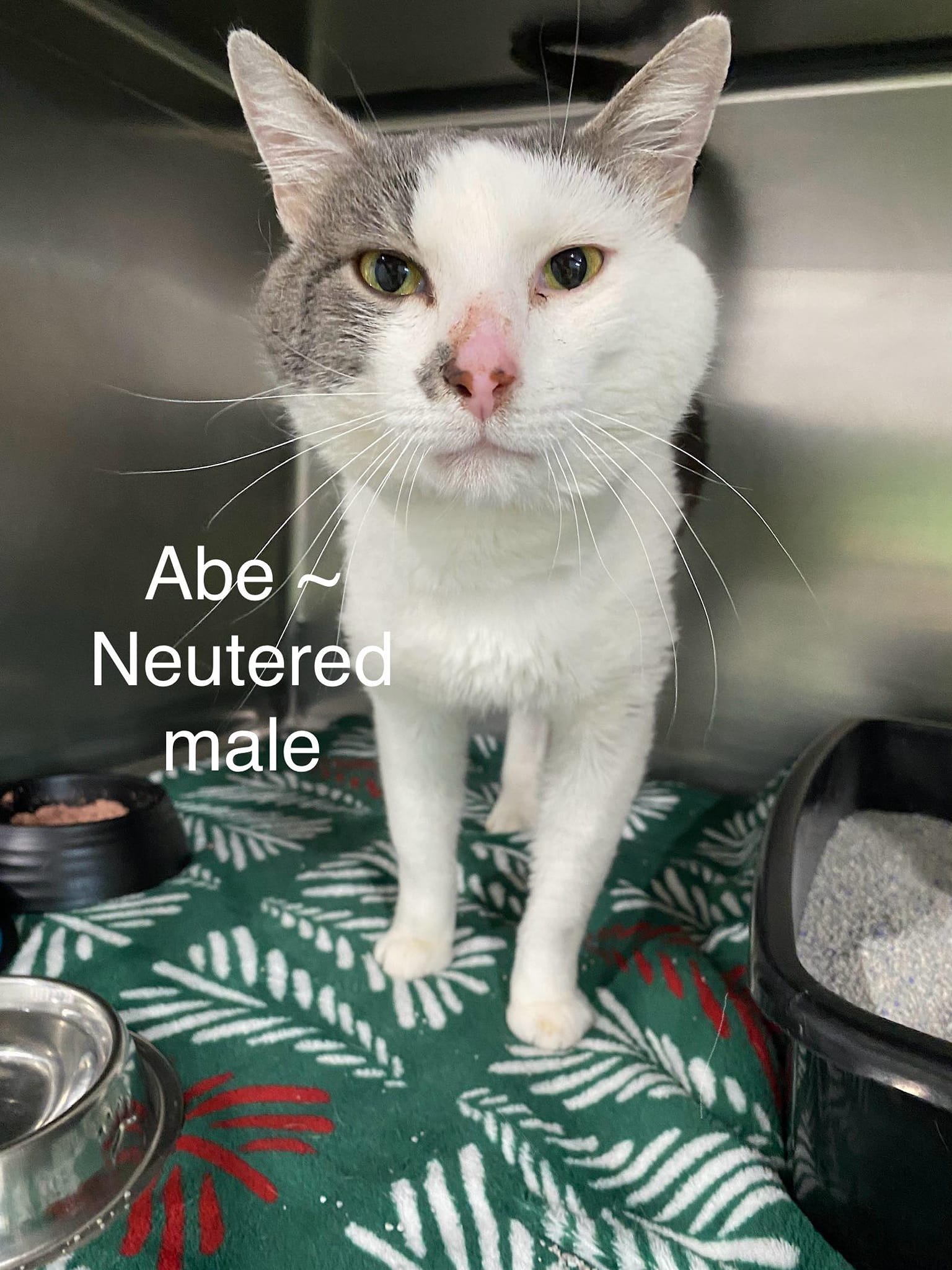 Abe, an adopted Domestic Short Hair in Fairmont, WV_image-1