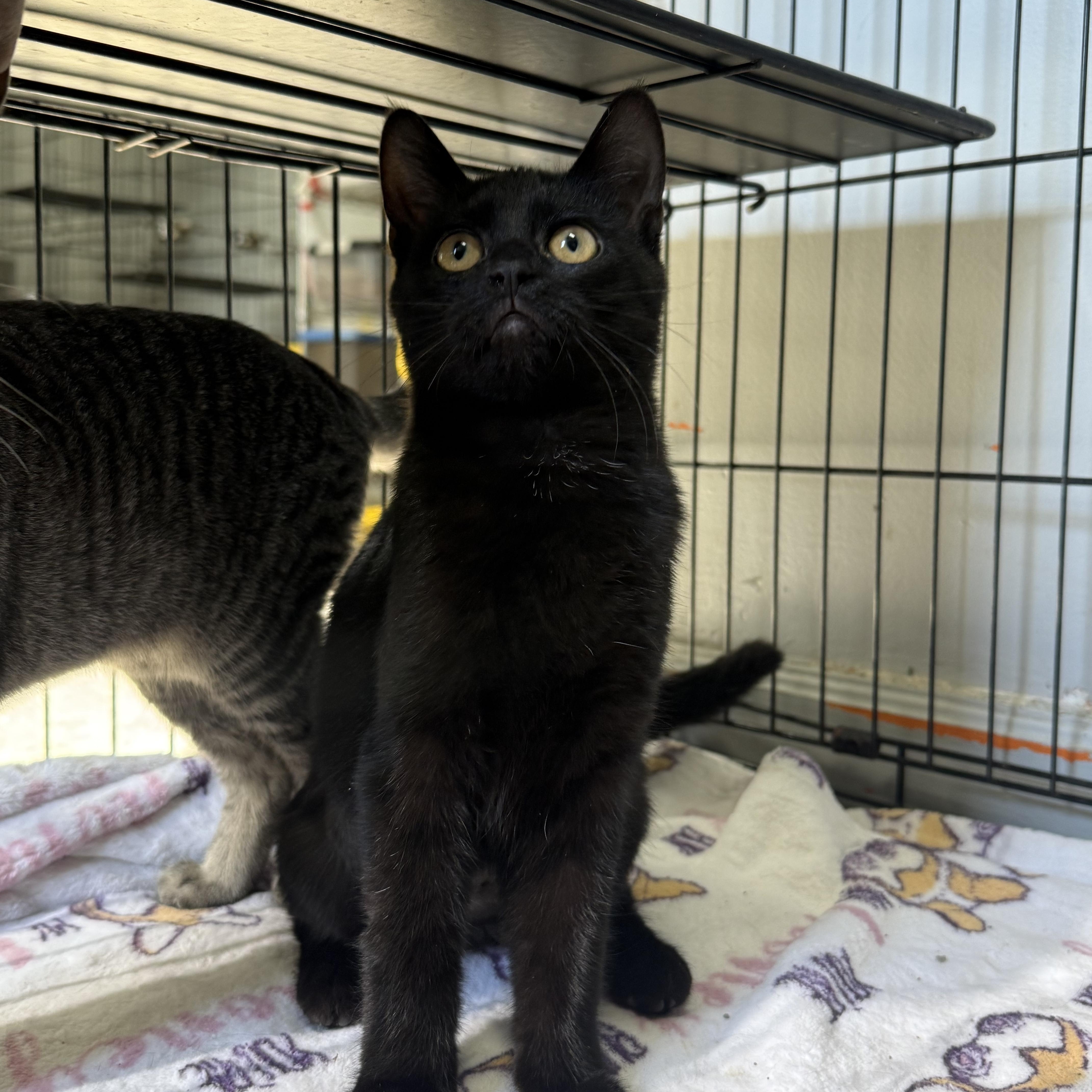 Swanson, Adoptable, Young Female Domestic Short Hair & American Shorthair.