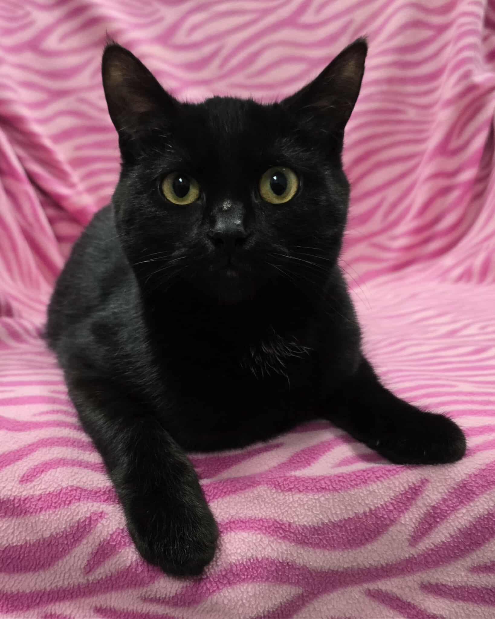 Swanson, a Adoptable mixed breed in Frankfort, IN image 3/3