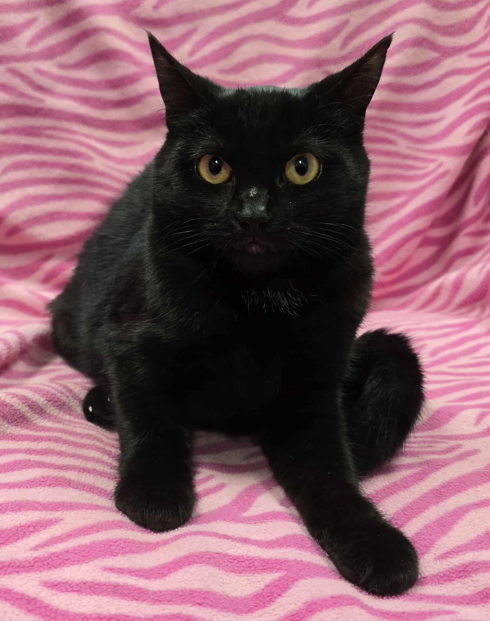 Swanson, Adoptable, Young Female Domestic Short Hair & American Shorthair.