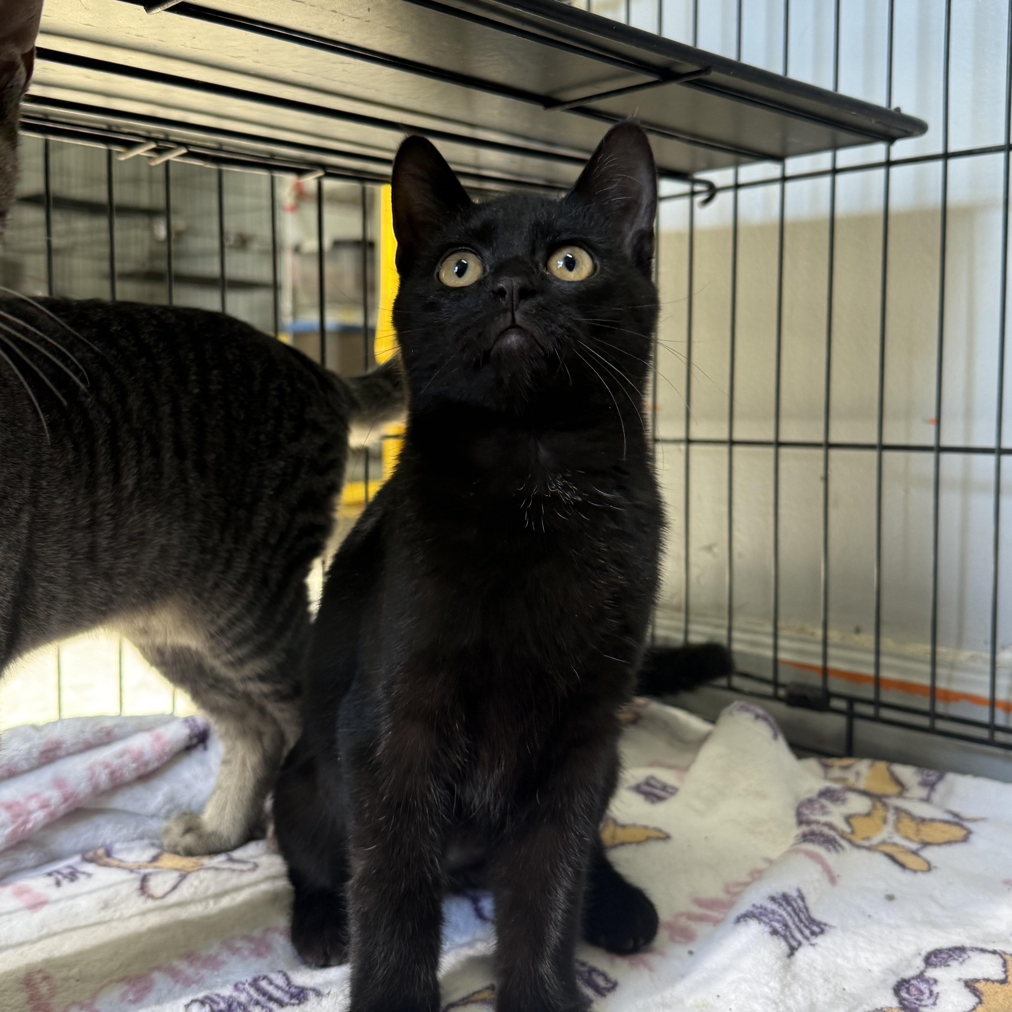 Enlarge Swanson, a Adoptable mixed breed in Frankfort, IN image 3/3