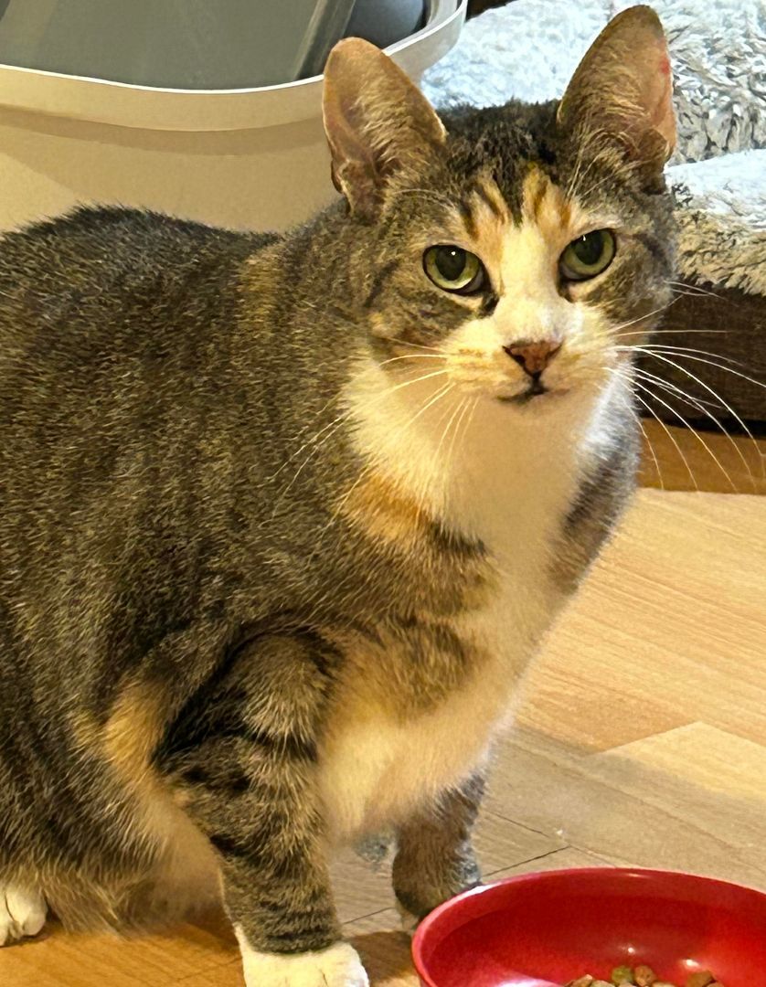 Shea, a Adoptable Domestic Short Hair in Baltimore, MD image 2/3