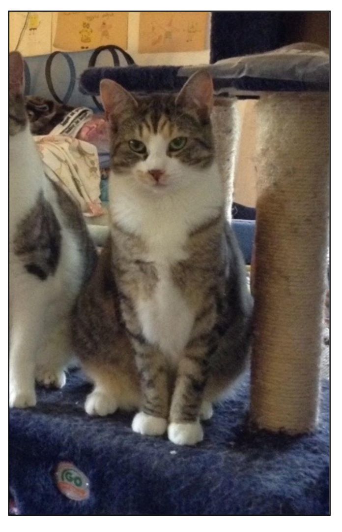 Shea, a Adoptable Domestic Short Hair in Baltimore, MD image 3/3