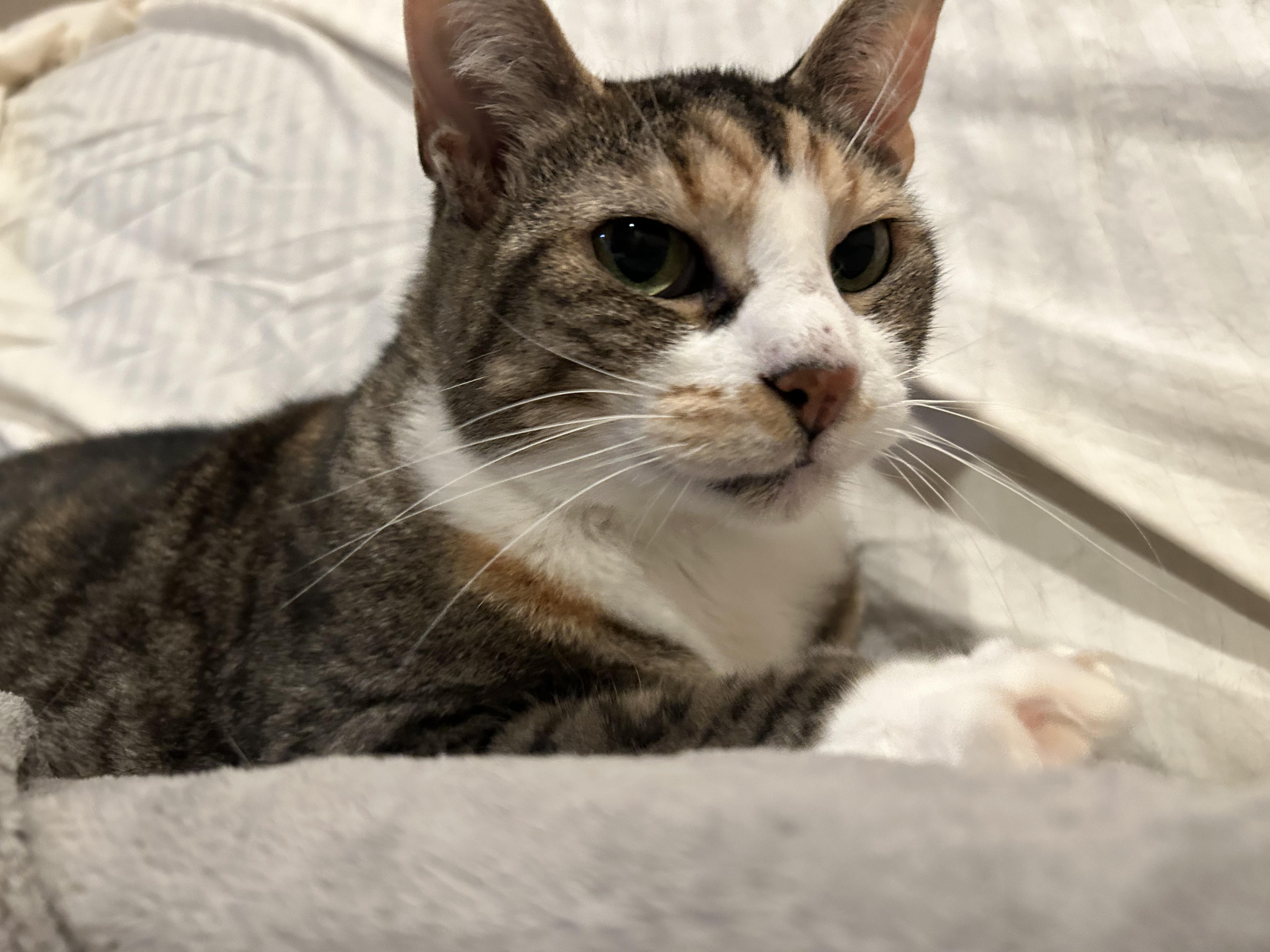 Shea, a Adoptable Domestic Short Hair in Baltimore, MD image 1/3