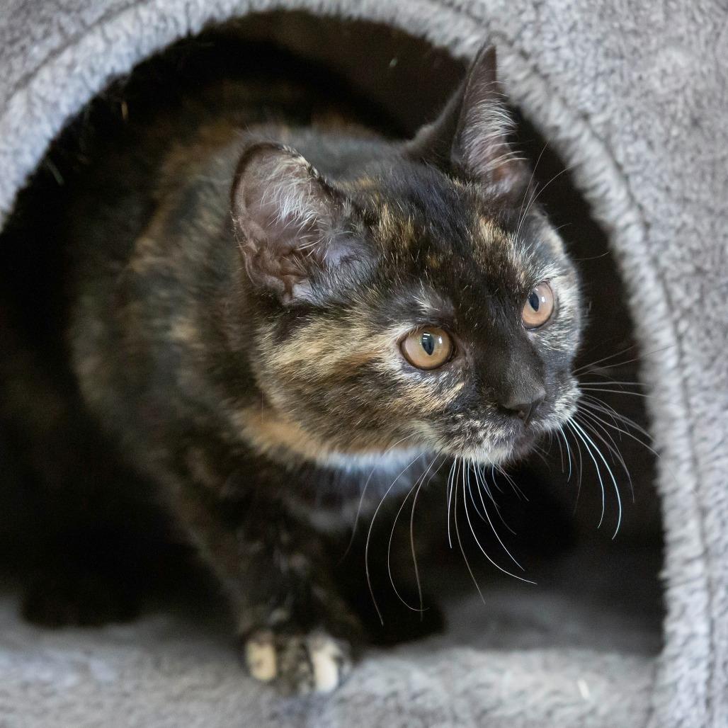 Chipotle, Adoptable, Young Female Domestic Short Hair.