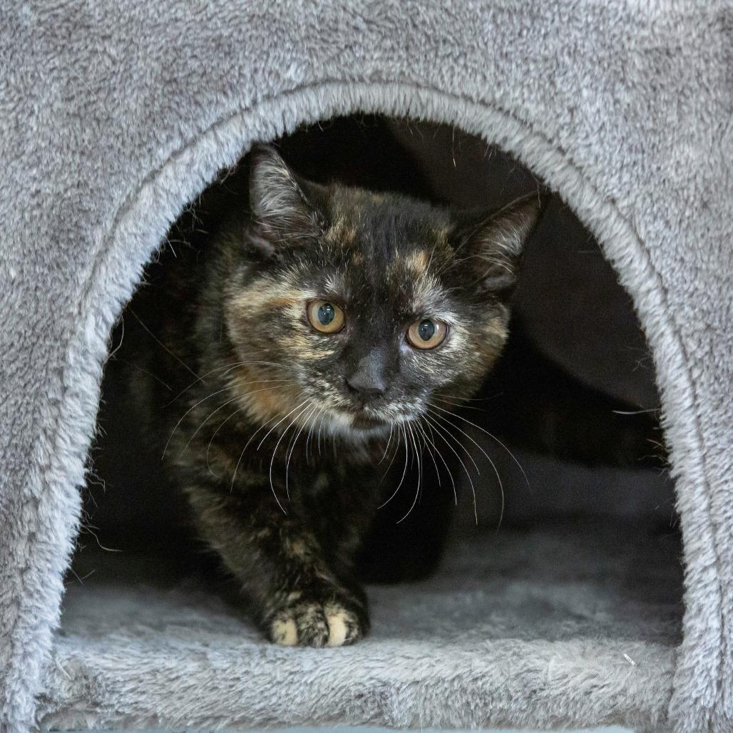 Chipotle, a Adoptable Domestic Short Hair in Cartersville, GA image 2/5