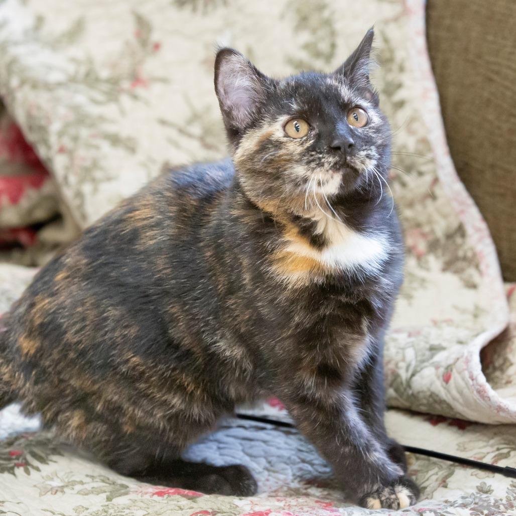 Chipotle, a Adoptable Domestic Short Hair in Cartersville, GA image 3/5