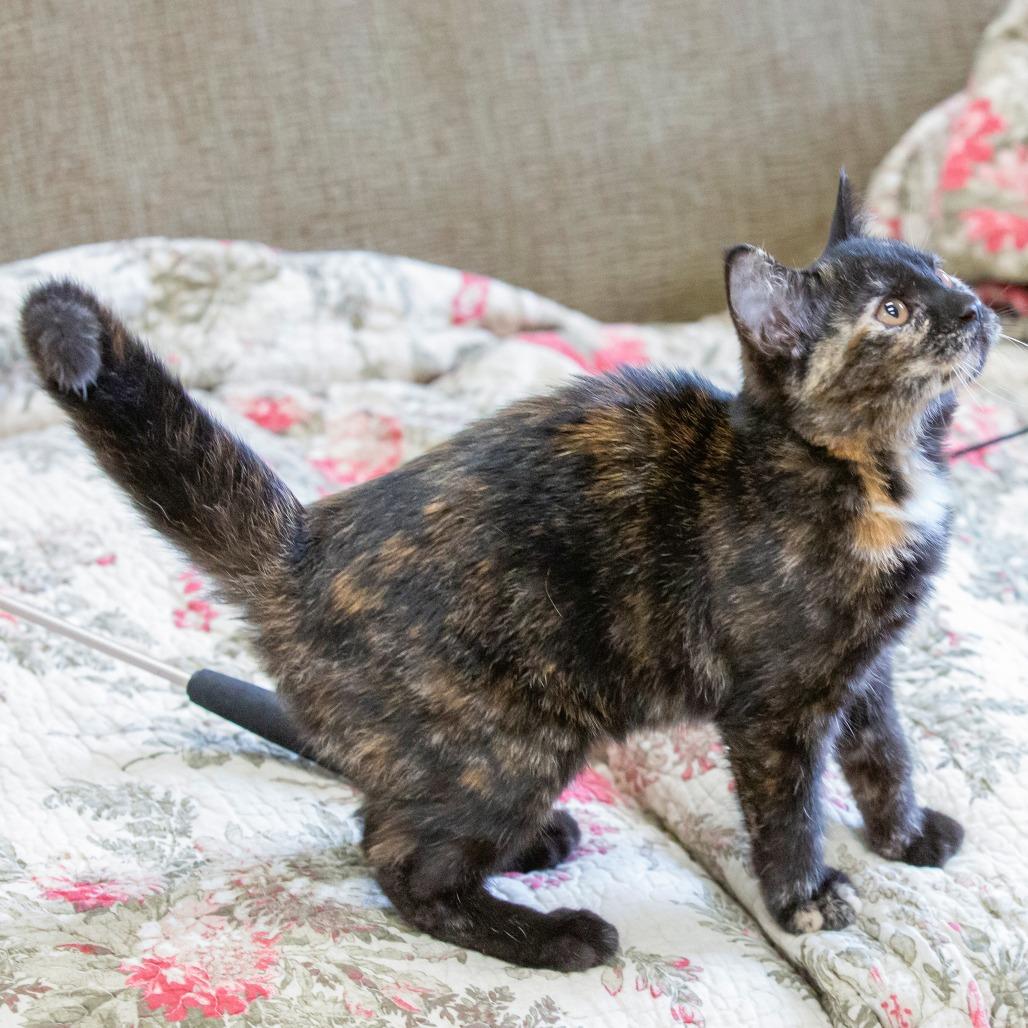 Chipotle, a Adoptable Domestic Short Hair in Cartersville, GA image 4/5