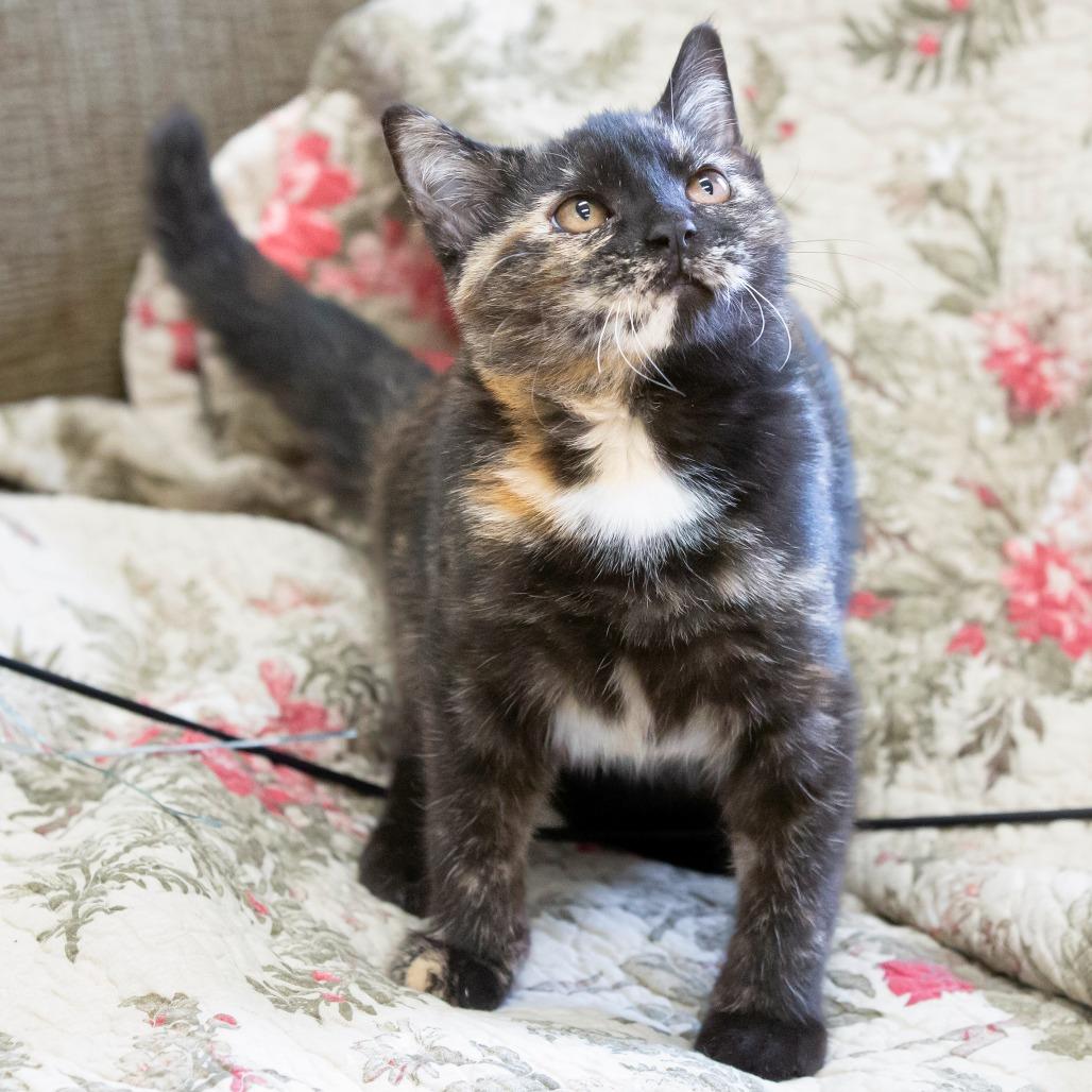 Chipotle, a Adoptable Domestic Short Hair in Cartersville, GA image 5/5