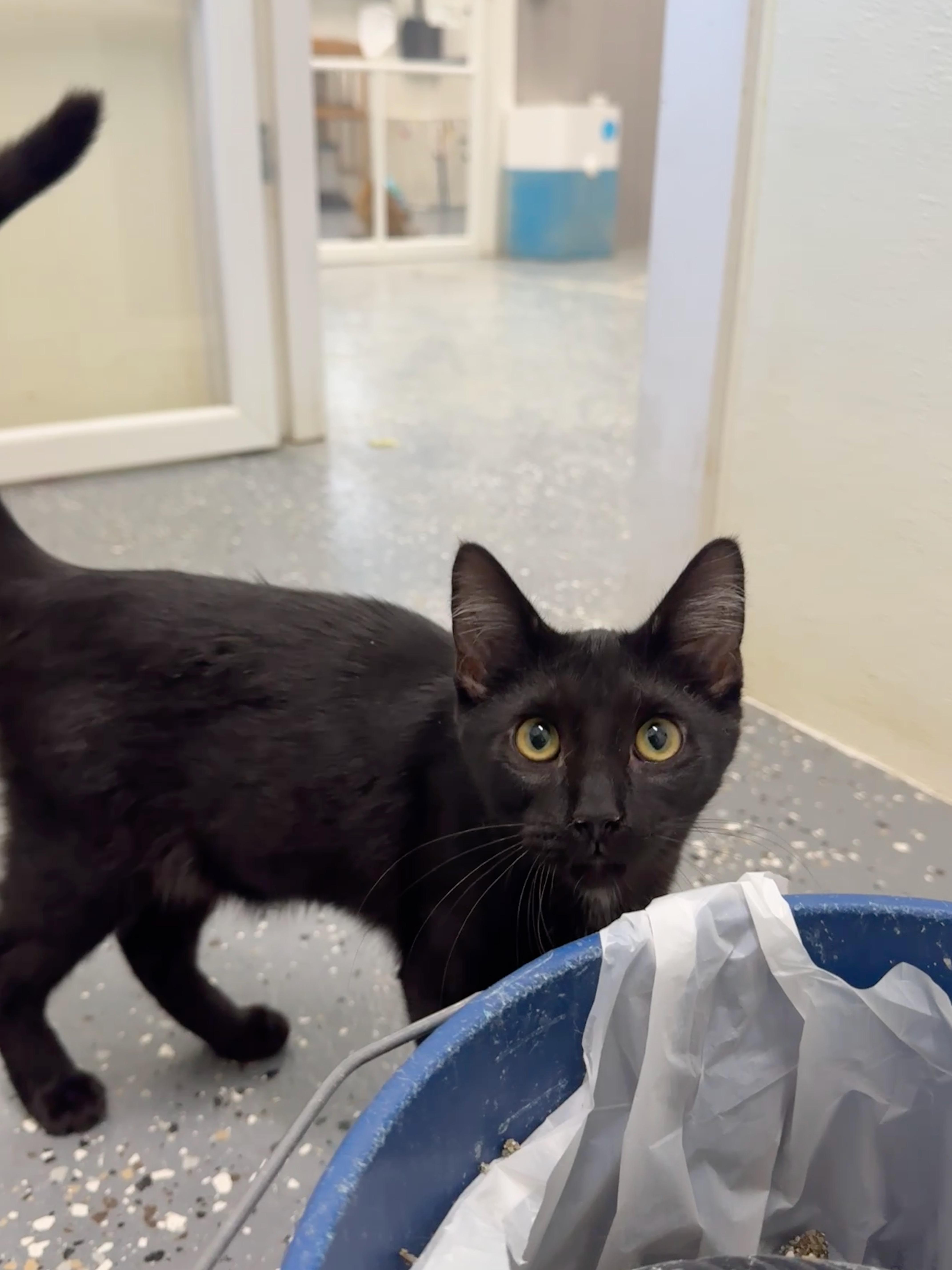 Enlarge Penny, an adoptable Domestic Short Hair in Wayland, MI image 1/1