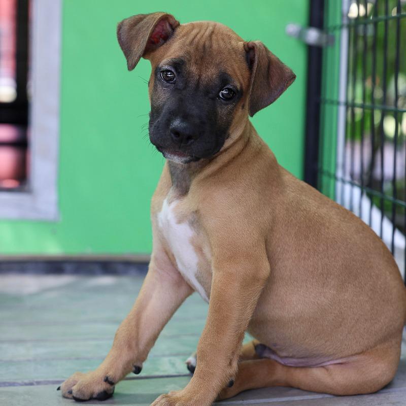 Enlarge Sterling, a Adoptable Pit Bull Terrier in Bradenton, FL image 1/3