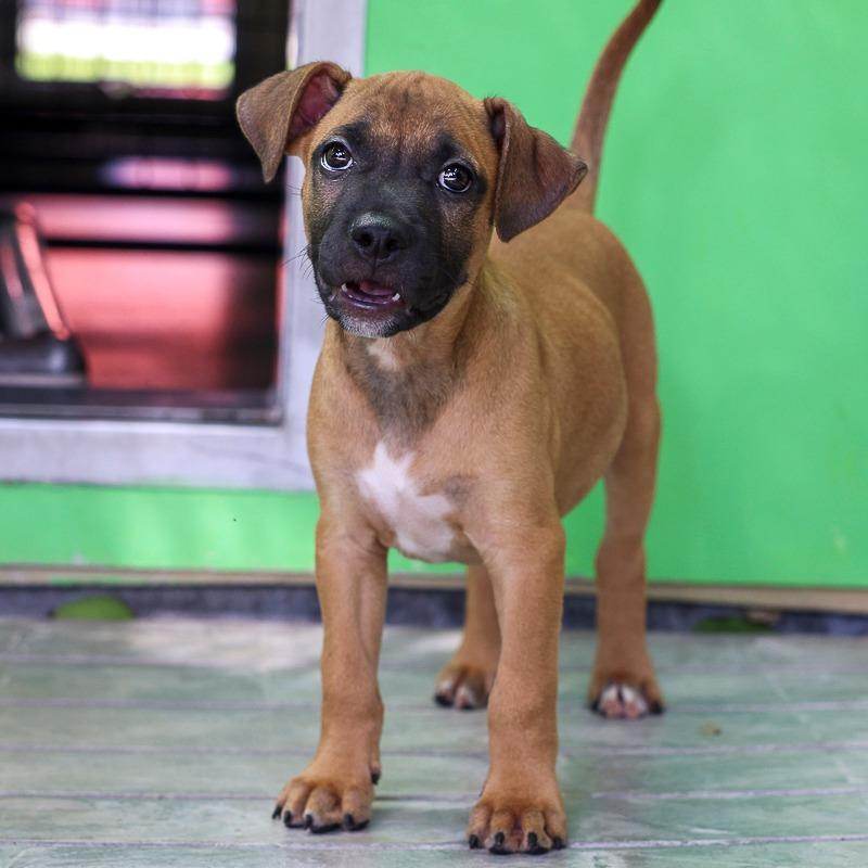 Enlarge Sterling, a Adoptable Pit Bull Terrier in Bradenton, FL image 2/3