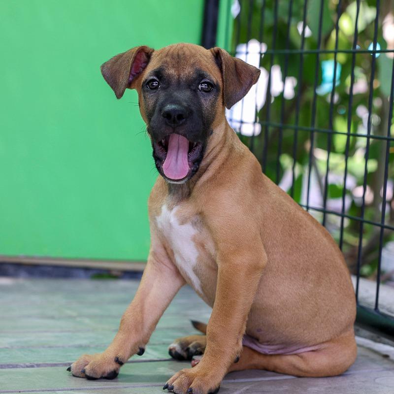 Enlarge Sterling, a Adoptable Pit Bull Terrier in Bradenton, FL image 3/3
