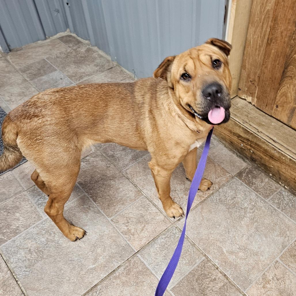 Enlarge Lily, a Adoptable mixed breed in Homer, NY image 1/3