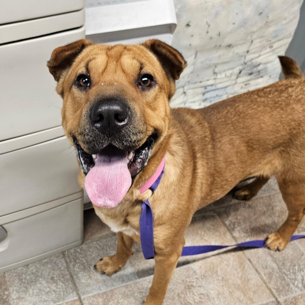 Enlarge Lily, a Adoptable mixed breed in Homer, NY image 2/3